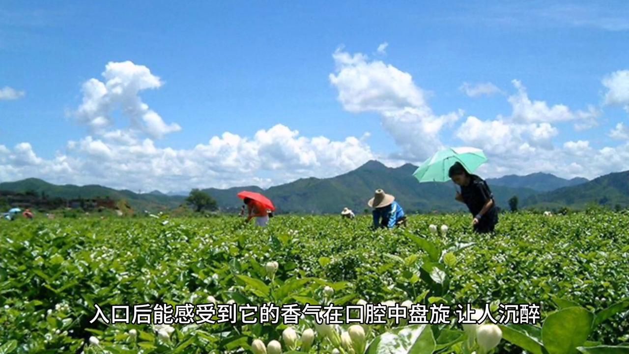 茉莉花茶天然健康,茉莉花茶清香微甜