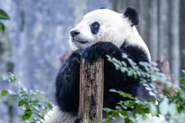 大熊猫的祖先吃肉也吃竹子吗,大熊猫为什么吃竹子竹笋不吃肉