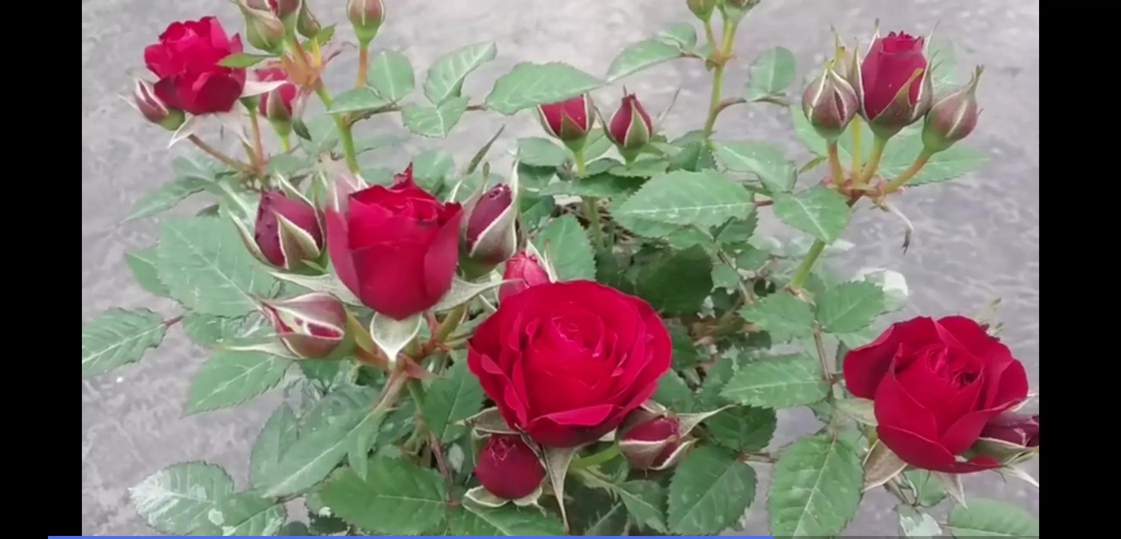 常见切花月季一览（45）