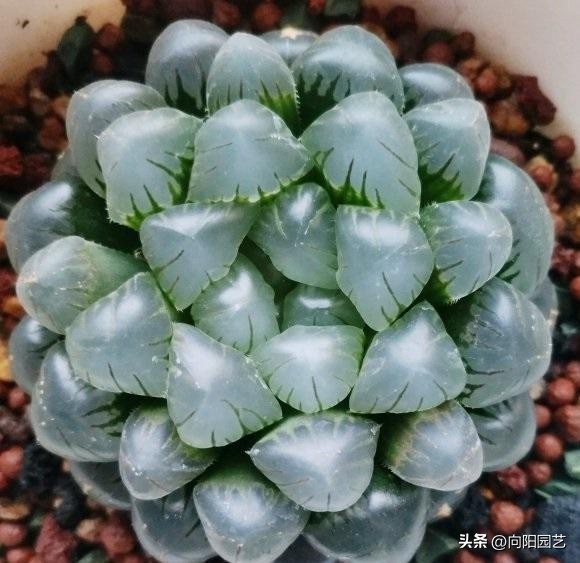 玉露晒黑,玉露不浇水也徒长怎么回事