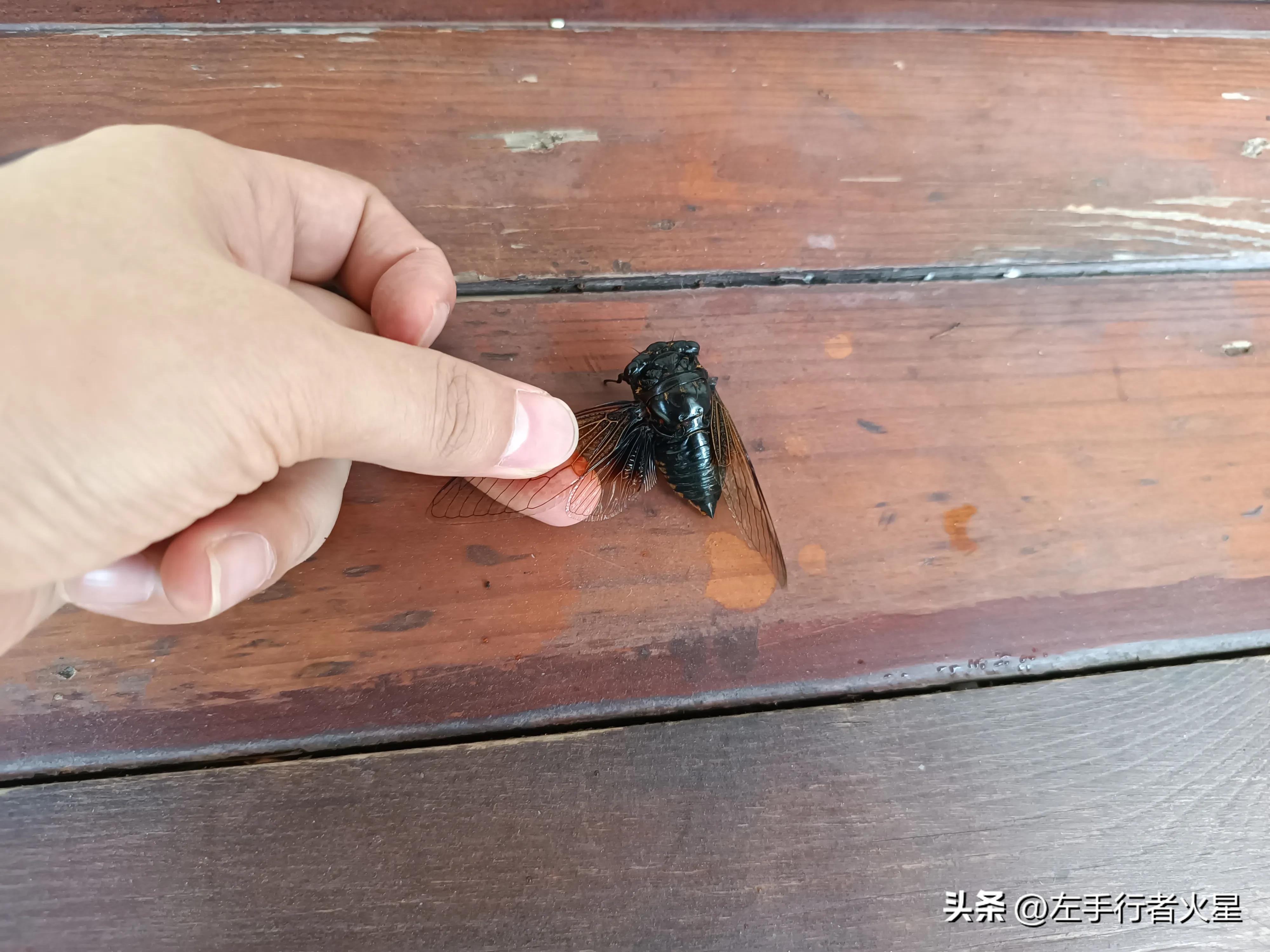 广州旅游攻略沙湾古镇,广州番禺沙湾古镇好玩吗