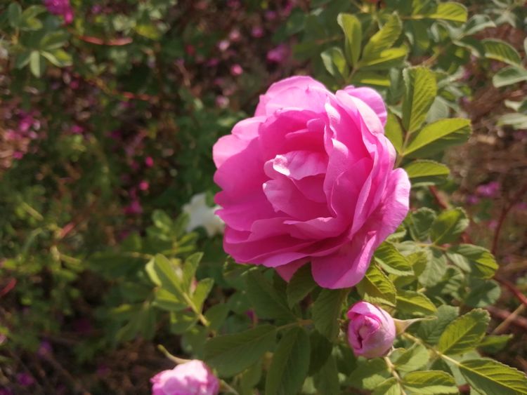 平阴玫瑰花原创包装设计,平阴玫瑰花生产厂家电话