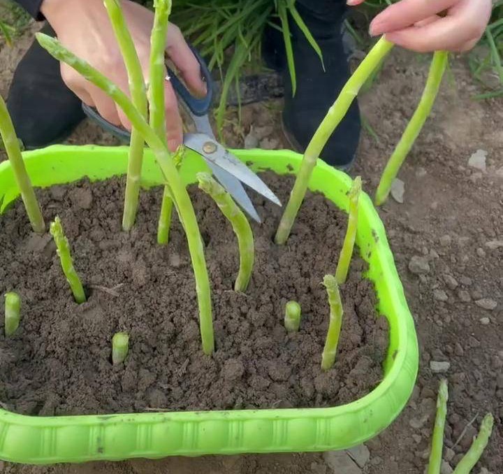 阳台种菜种哪些长得比较快,阳台种菜推荐种什么