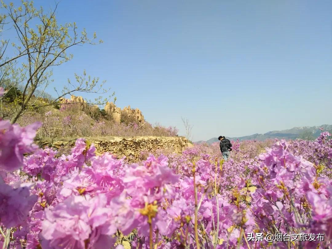 大山里映山红好美,映山红的美丽之处