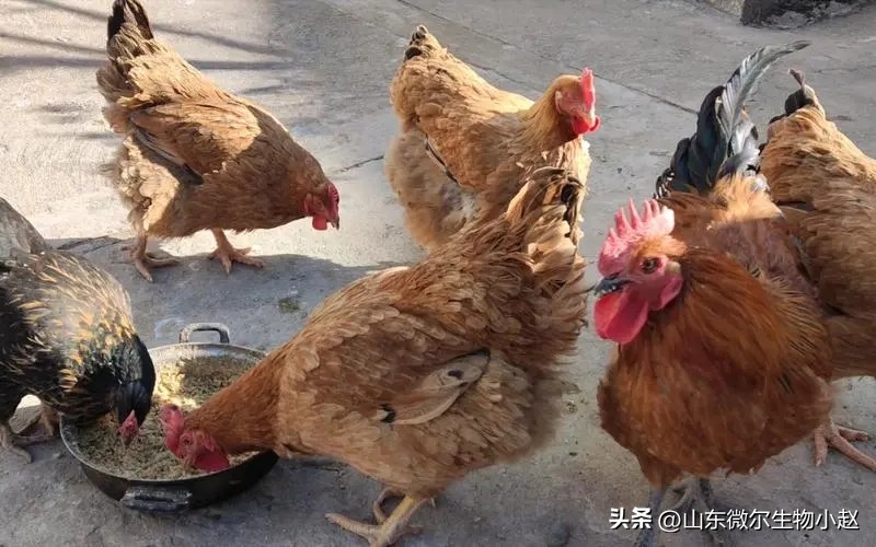 养鸡学会用醋,养鸡喂白醋有什么好处