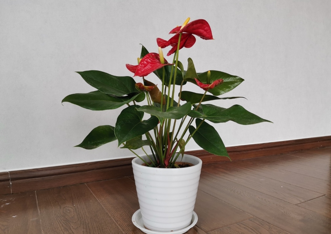 适合室内养的花卉净化空气图片,在家养什么花开花香又好看