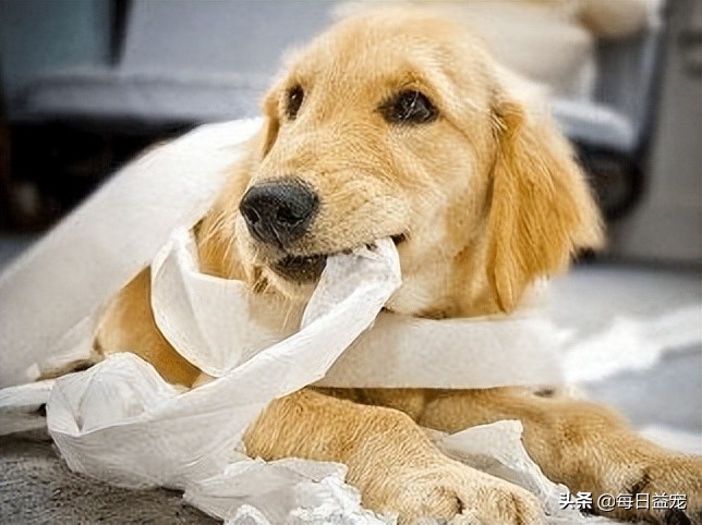 为什么狗狗老是喜欢咬裤脚,狗狗咬裤腿是什么意思