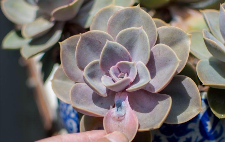 怎么养多肉叶子才能看起来油亮,多肉夏天叶子干了很多怎么办