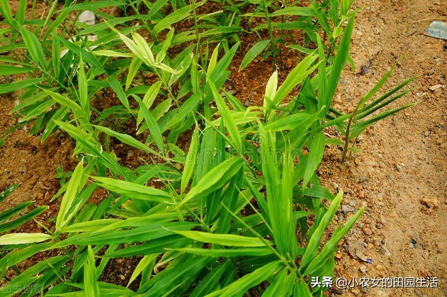 家庭种植生姜方法用什么桶,小家庭生姜种植方法