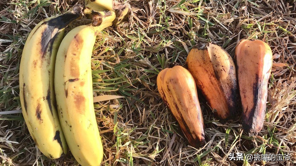 建国首日就与我国建交的非洲穷国，8种罕见水果，你见过几种