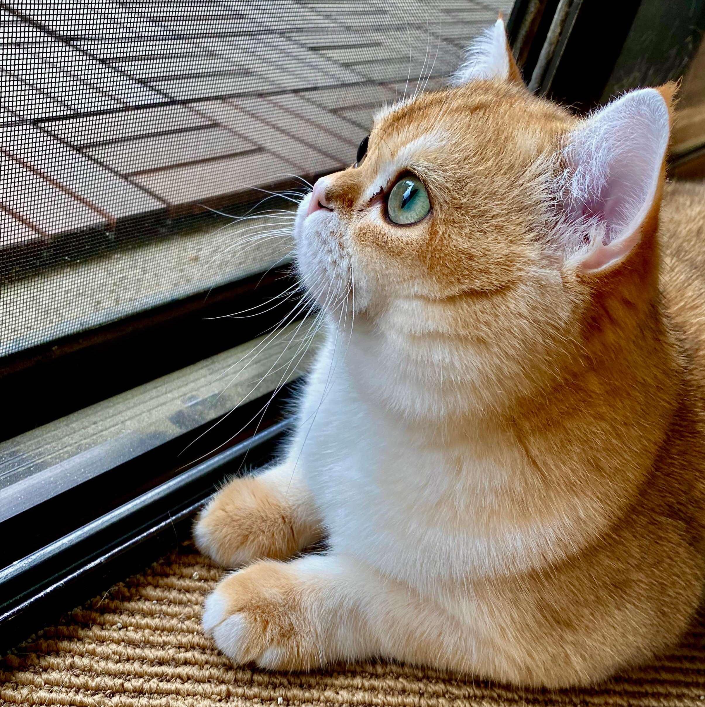 为什么越来越多人养银渐层真香,为什么许多人喜欢养金渐层