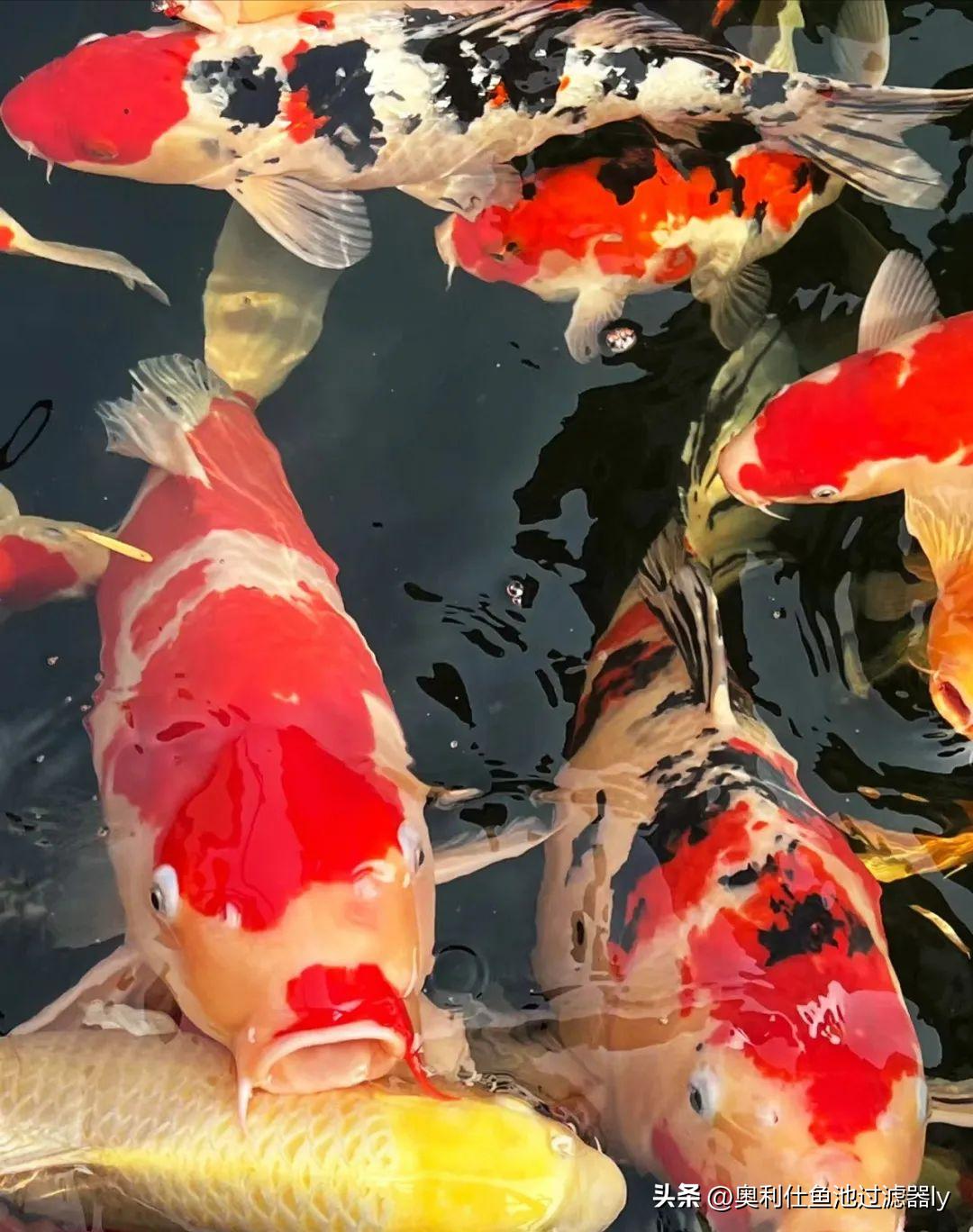 锦鲤鱼缸不喂食可以多久不换水,锦鲤入池三天喂食换水正常吗