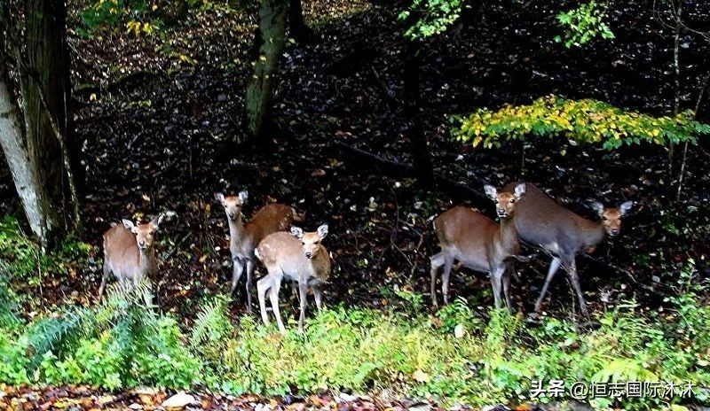 日本房产为什么还有人买,购买日本房产有坑吗