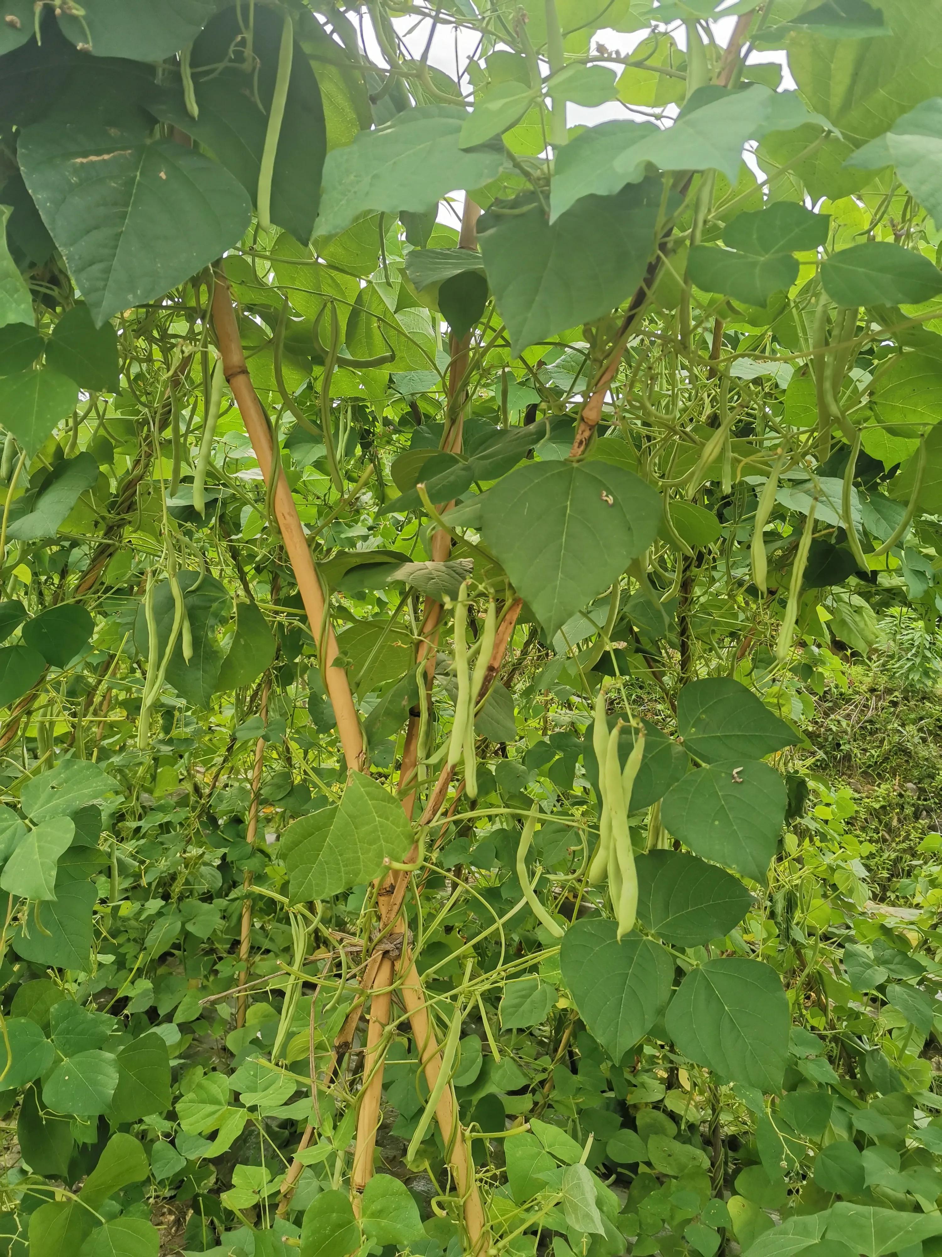 赏山水美景享田园生活,拥抱自然山水乐享田园风光