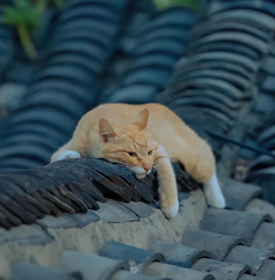 基本宫星座与固定宫星座,基本宫星