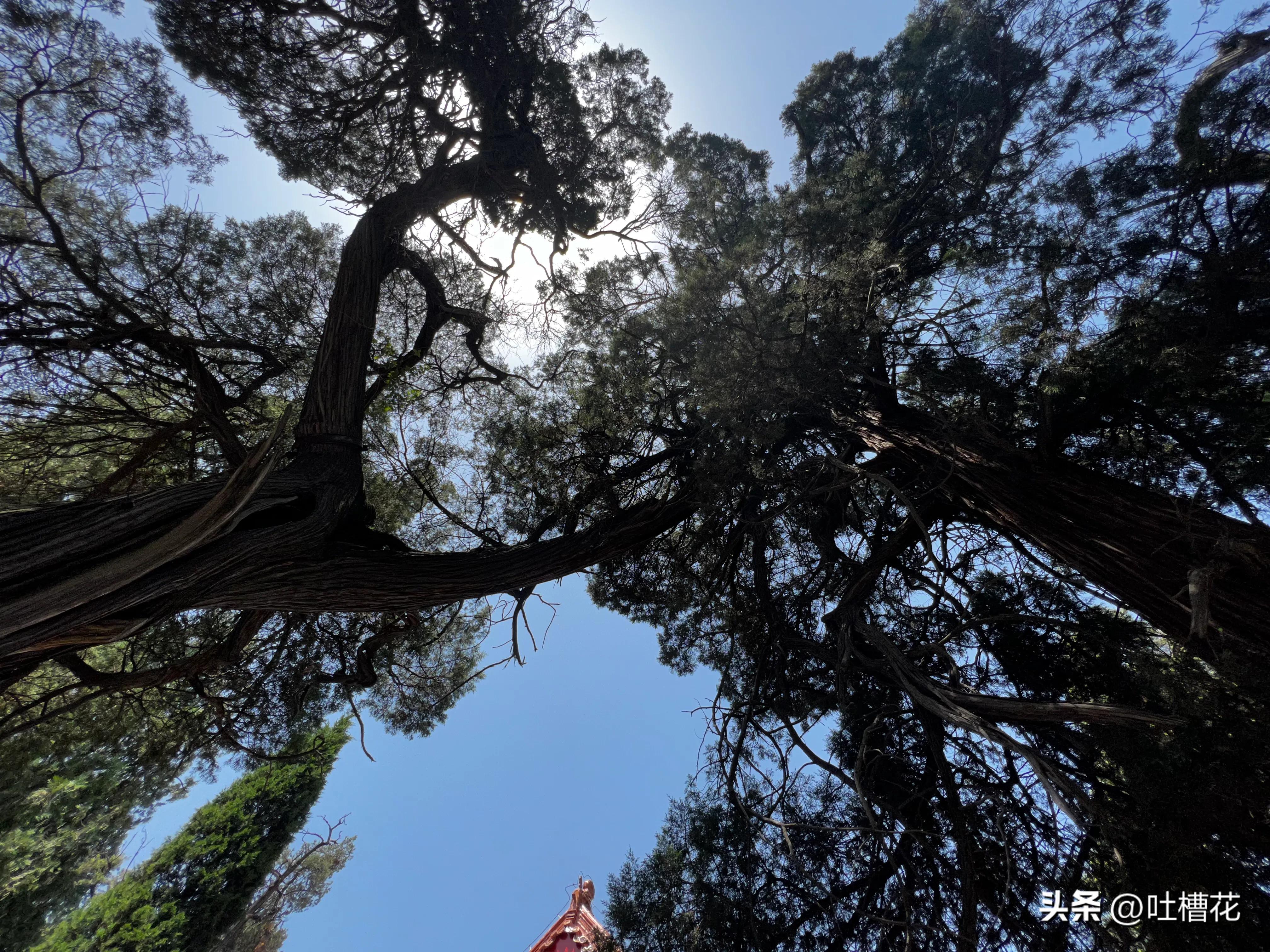 37℃，高温下逛完孔庙，孔子姓啥