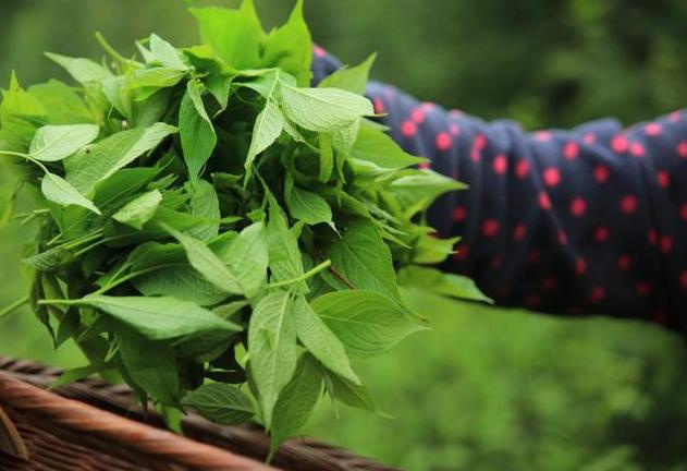 广东老板放弃皮革生意，靠“壮阳树”年入千万，一张树皮卖千元