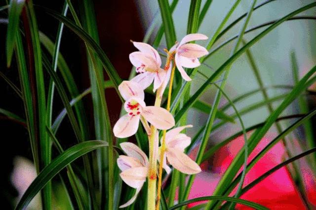 常见兰花品种图片名称及介绍大全,各种兰花品种名称及图片大全