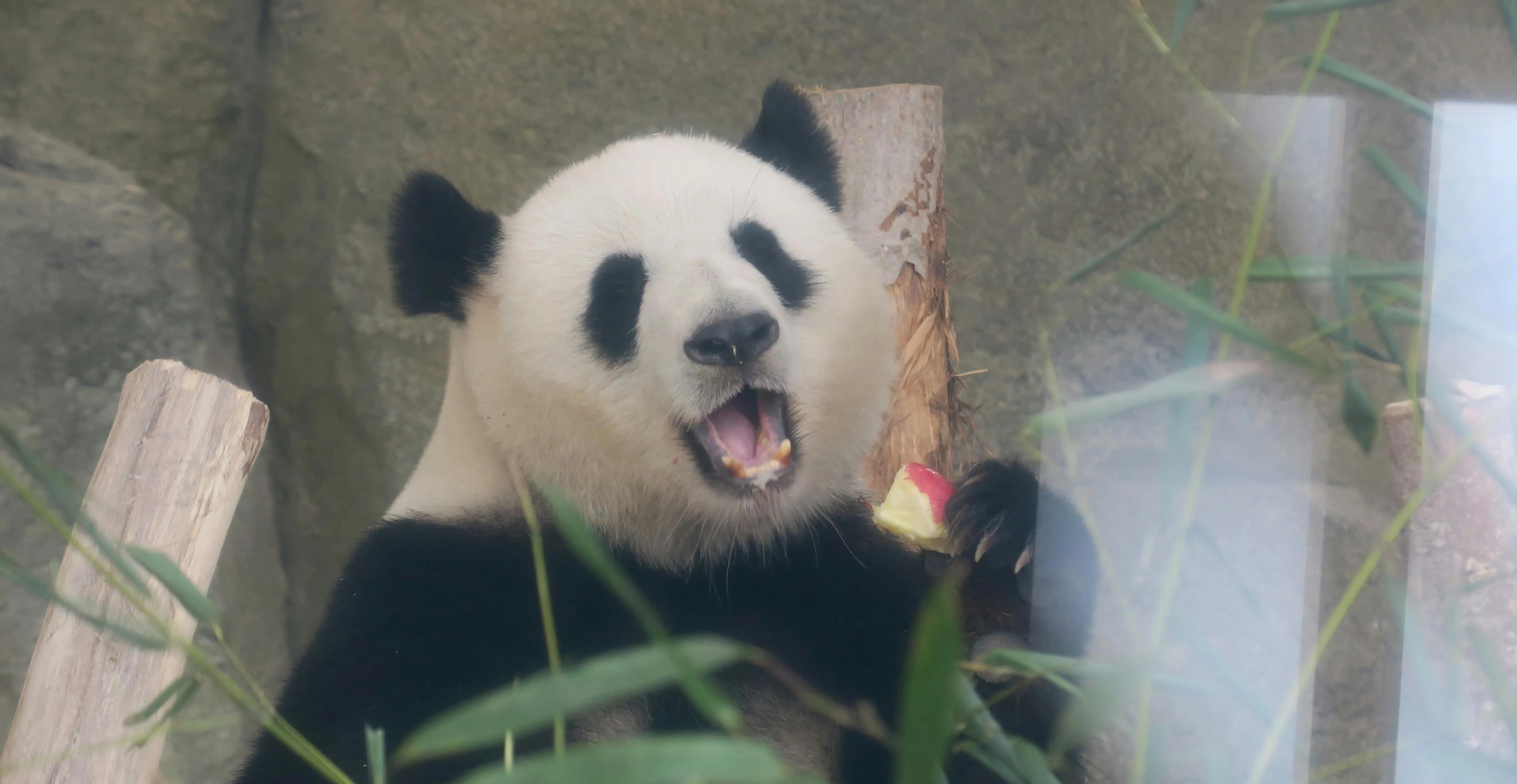 曾经的熊猫天团—爱疯六组合