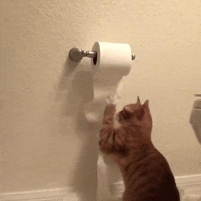 当猫咪过上人一样的生活,当猫和人一样生活