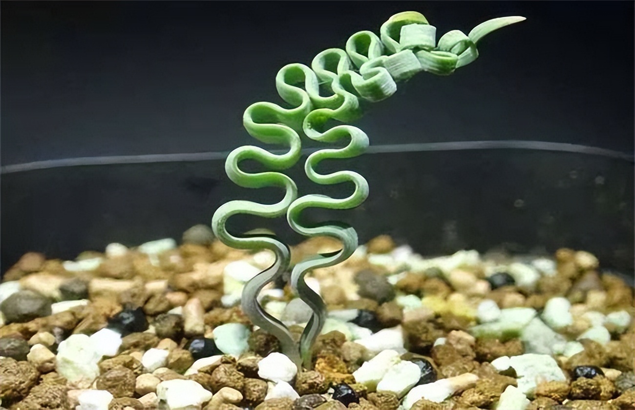 8种多肉太上头，外形独特又可爱，让人直呼太有趣了