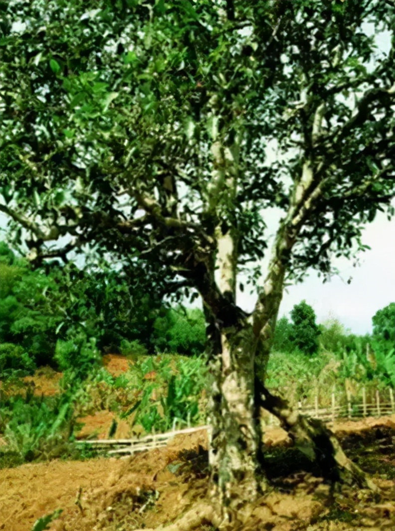 普洱茶记录,云南普洱茶的六大茶山