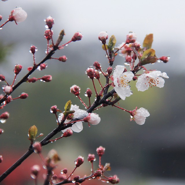 清明节由来,清明节由来诗