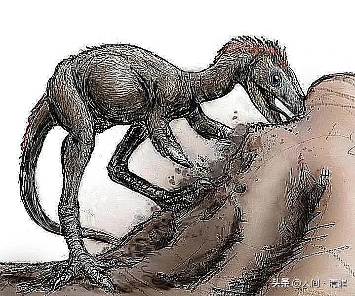 有羽毛的恐龙化石是什么样子的,有羽毛的恐龙的化石的样子