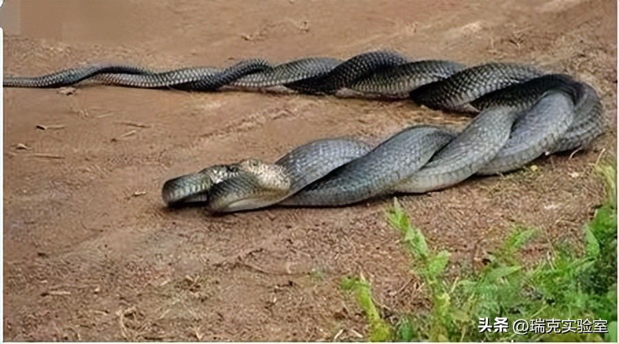 为什么狗狗交配前会先闻屁股，看似尴尬的小动作，却充满科学知识