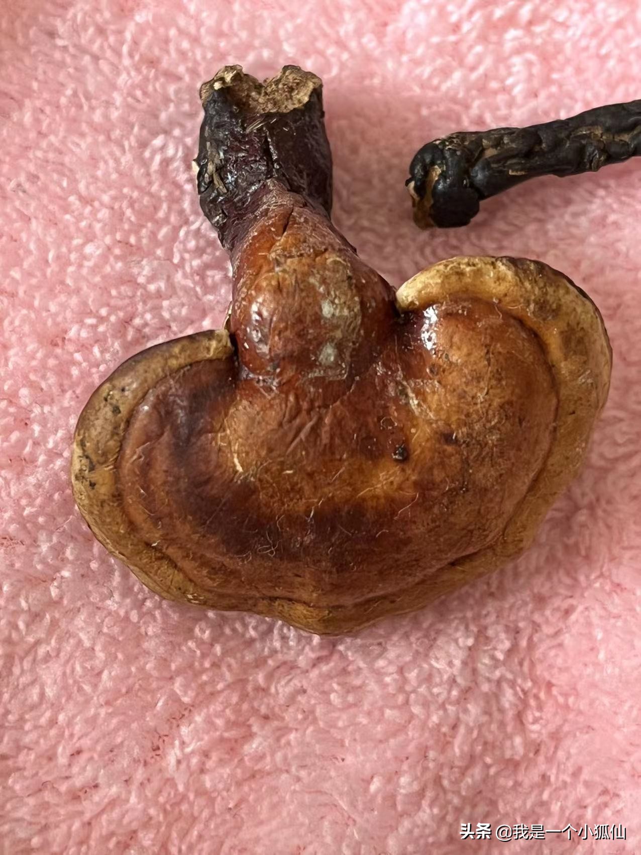 我在朝鲜买灵芝《那年，公司将我从非洲安哥拉调到了朝鲜之76》