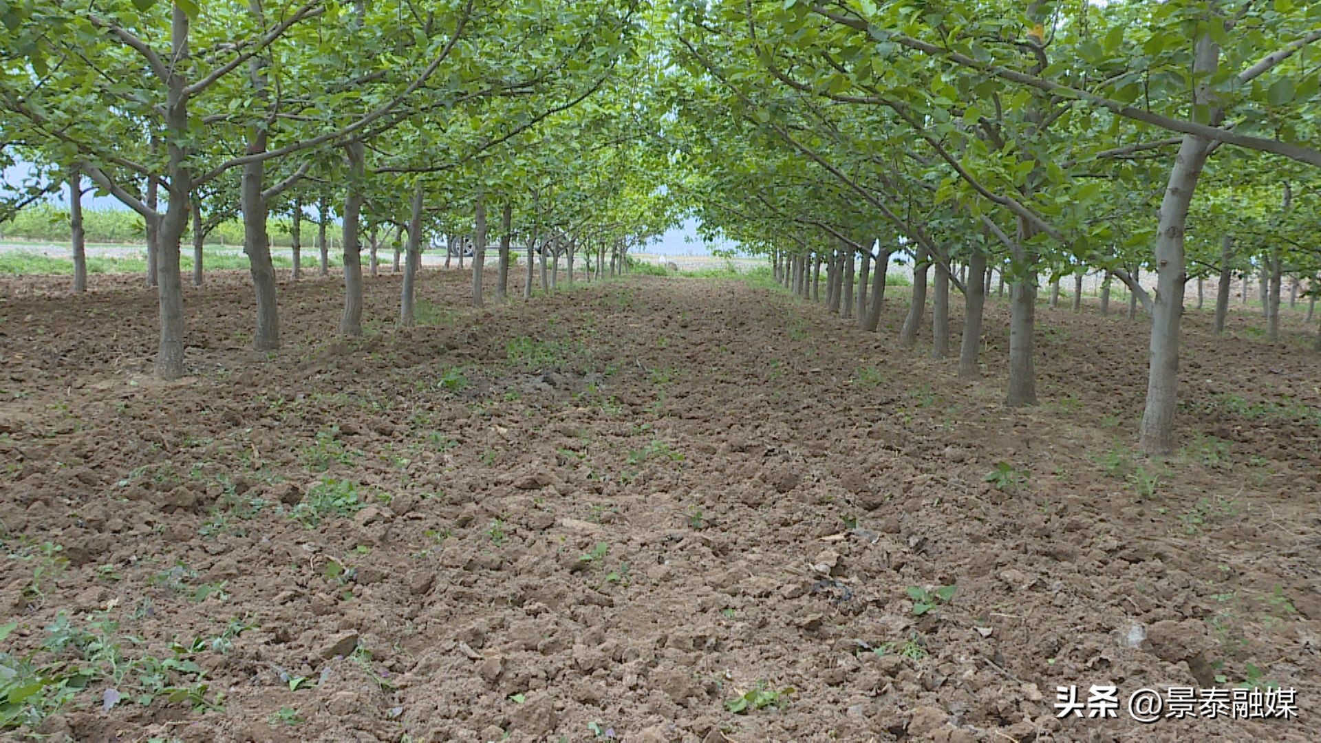 【走进乡村看振兴】喜泉镇新庄村：携手振兴之路共建美丽乡村