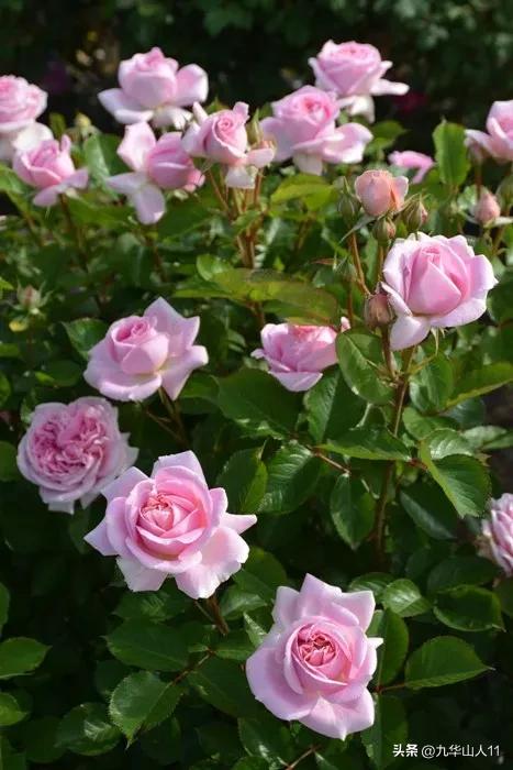 大花胖美人月季有几个品种,适合阳台养的大花月季品种