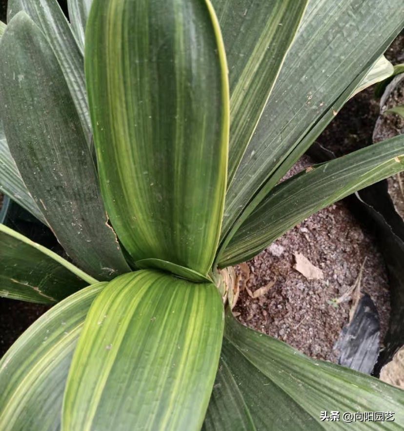 君子兰买小苗好还是大苗好,网上买的裸根君子兰种植方法步骤