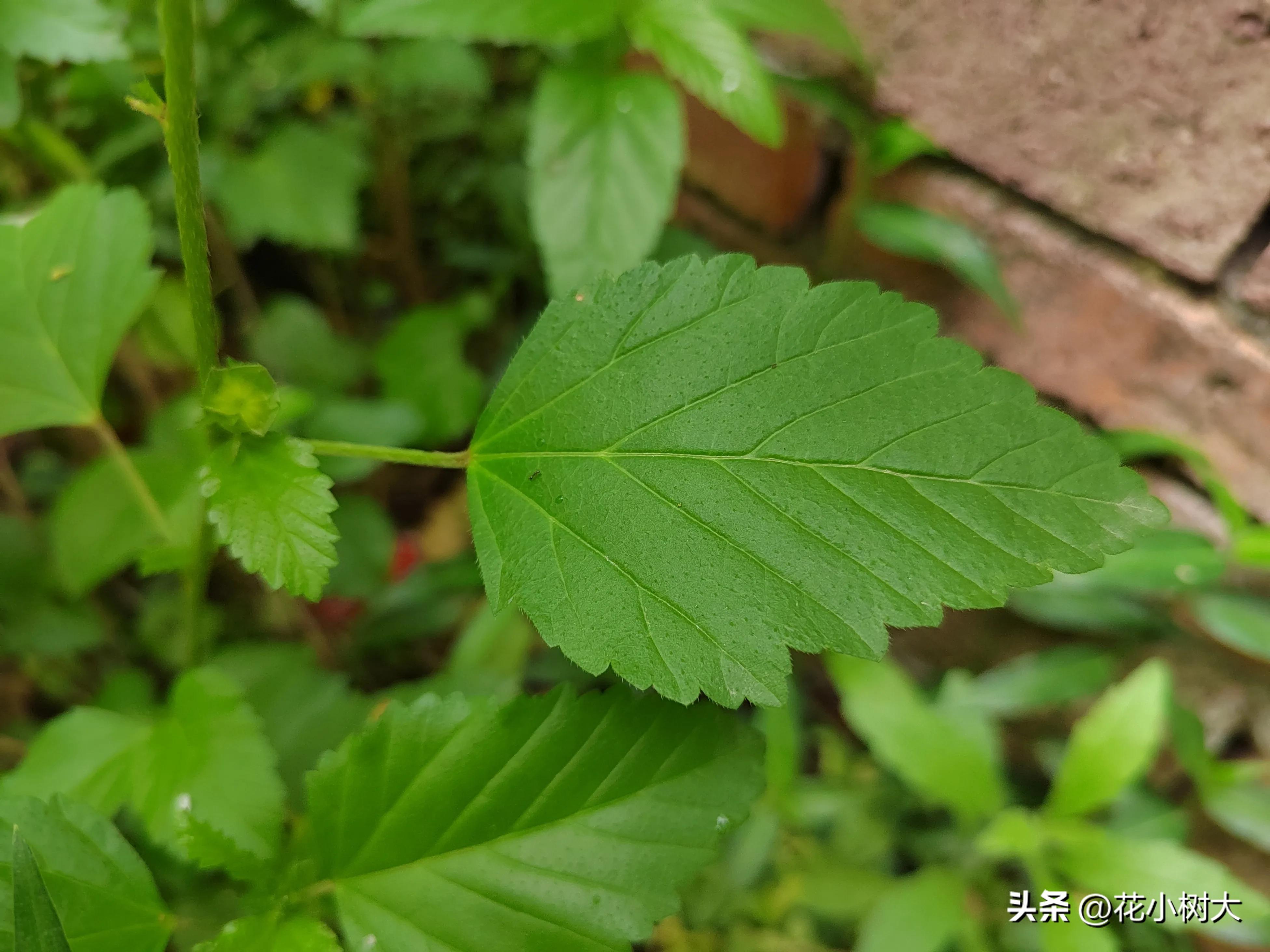 植物图鉴菊花,植物视频实拍