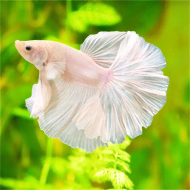 斗鱼不吃颗粒饲料,斗鱼不吃饲料是怎么回事