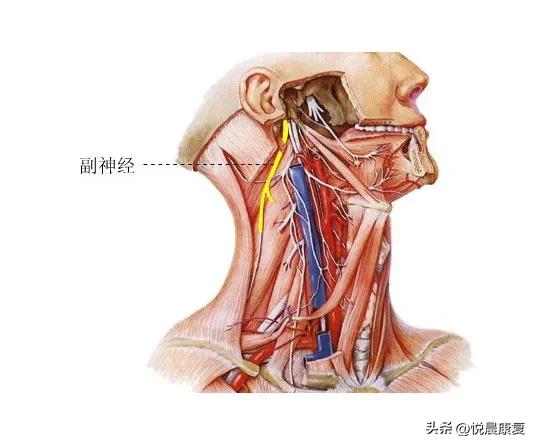 副神经的解剖功能,副神经解剖