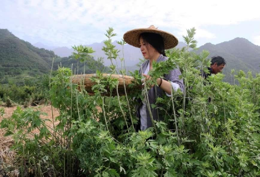 艾叶的功效作用百科,艾叶神奇功效