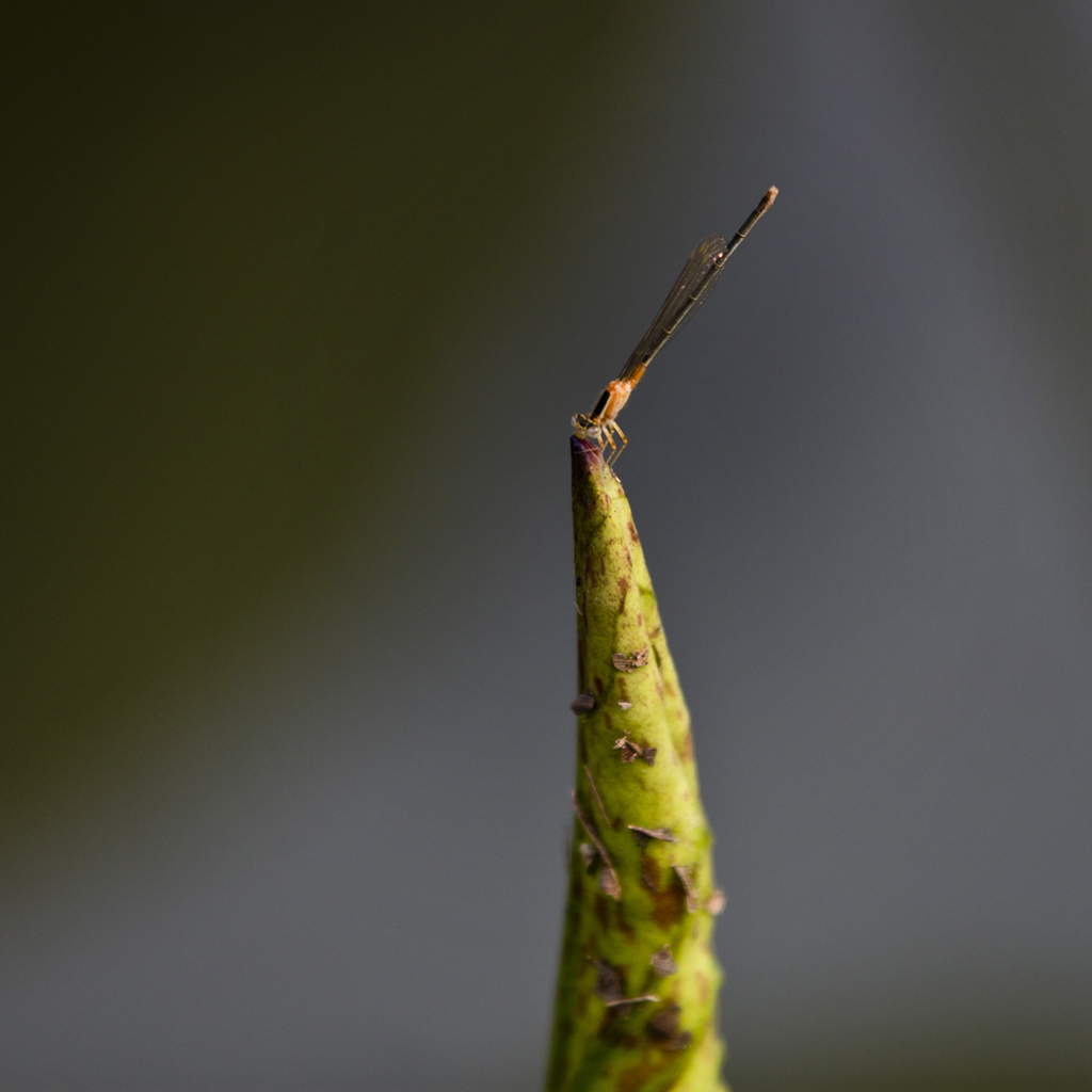 南京玄武湖游览指南,南京玄武湖几级景区