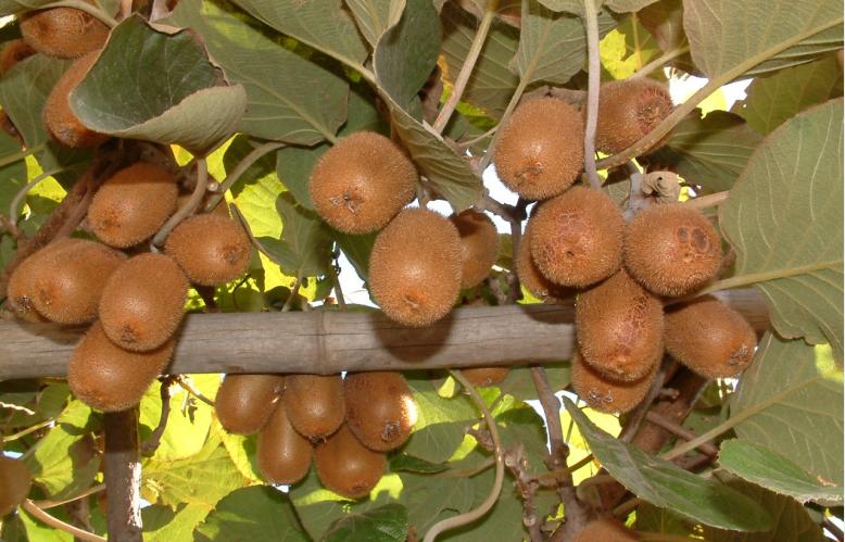 绿心猕猴桃和海沃德猕猴桃区别,海沃德猕猴桃种类