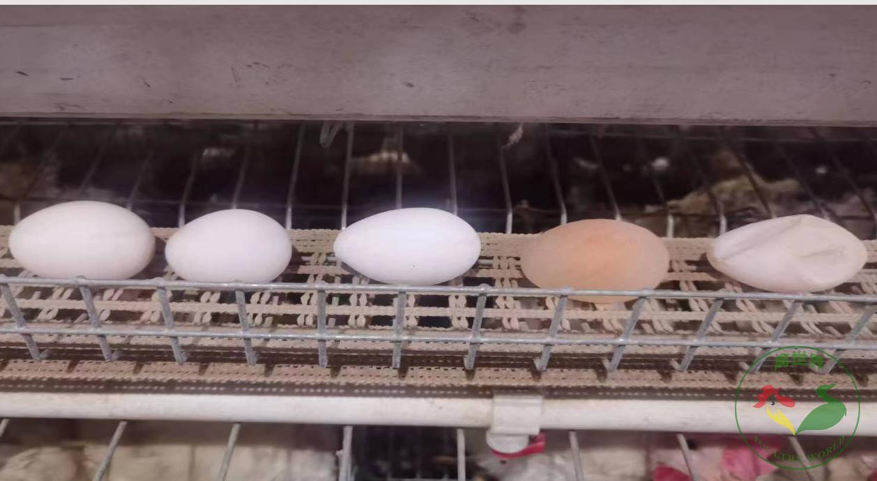 软蛋的特征,为什么出来的蛋是软蛋