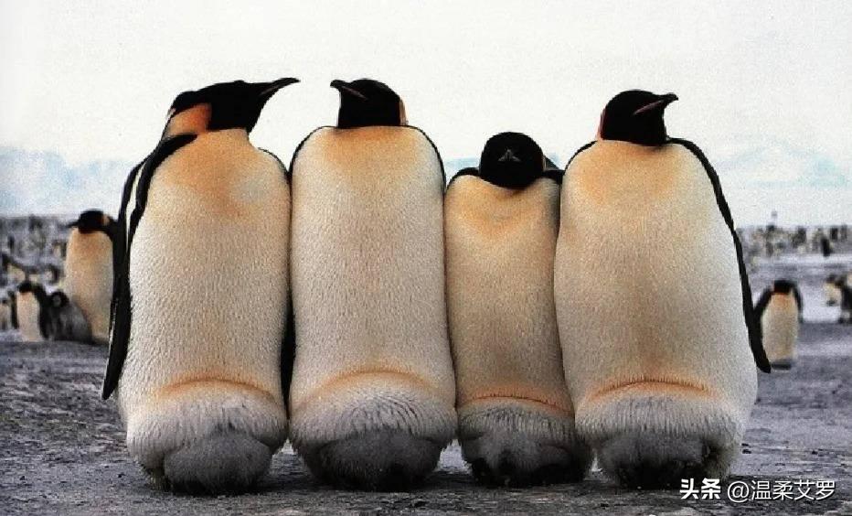 【晚清*楼青**秘影】*楼青**女丰乳肥臀，媚态撩人，风情尽显！