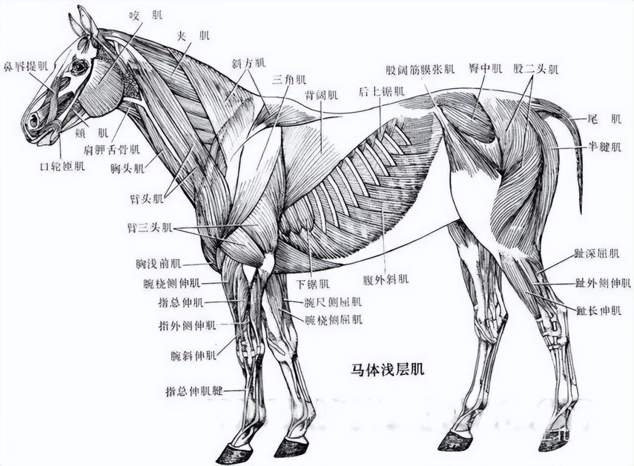 为什么马断了腿必须死,为什么马的腿一旦骨折会死呢