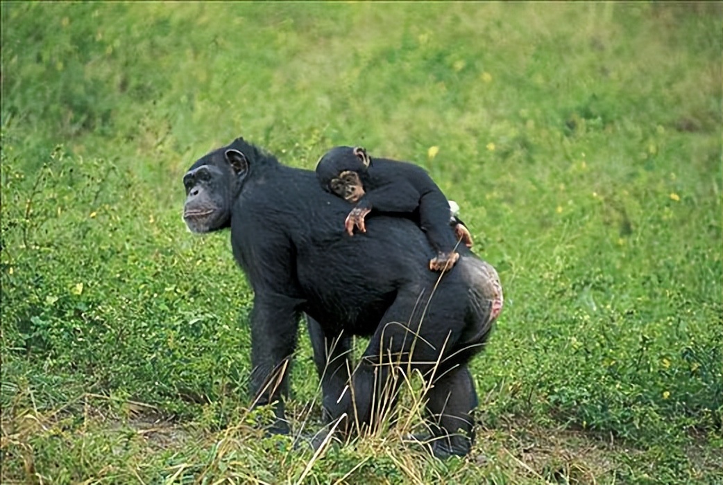 人兽真能杂交？日本批准“人兽杂交胚胎实验”，是灾难还是福音？