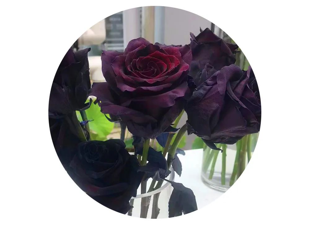 最美邂逅：百合博览园里美不胜收的名贵之花