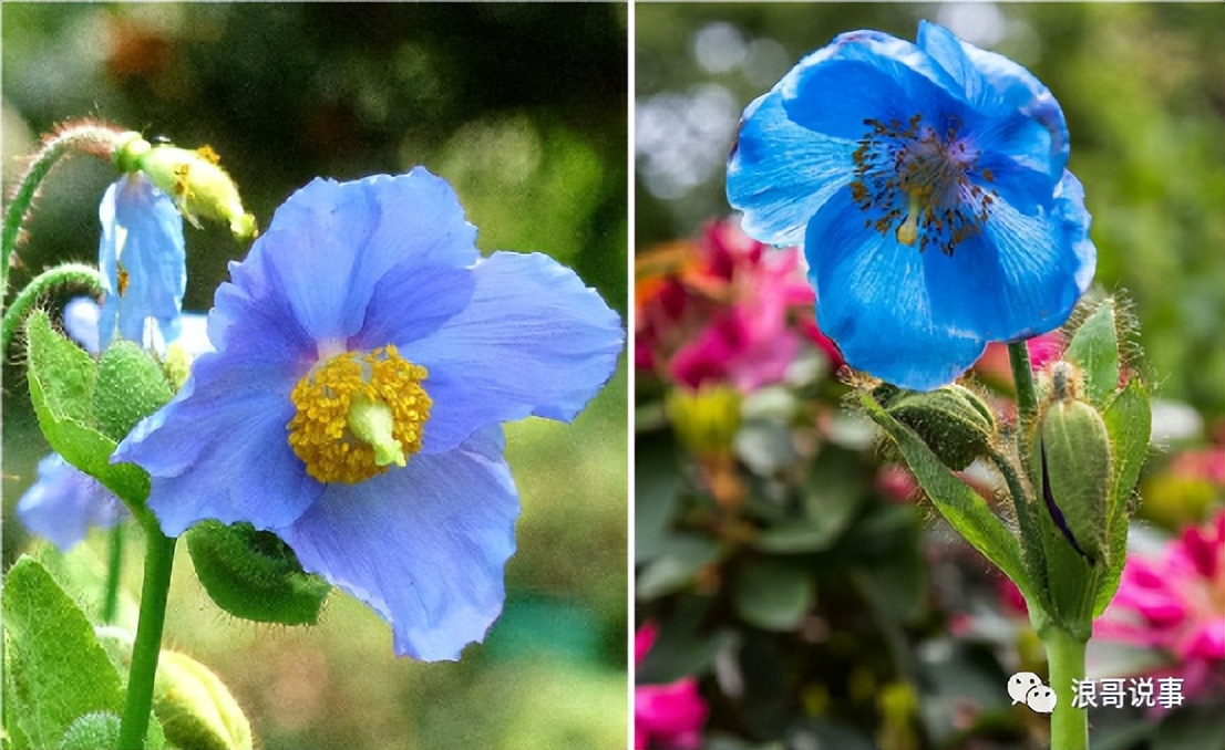 介于*粟罂**与虞美人之间的物种--冰岛*粟罂**（野*粟罂**）