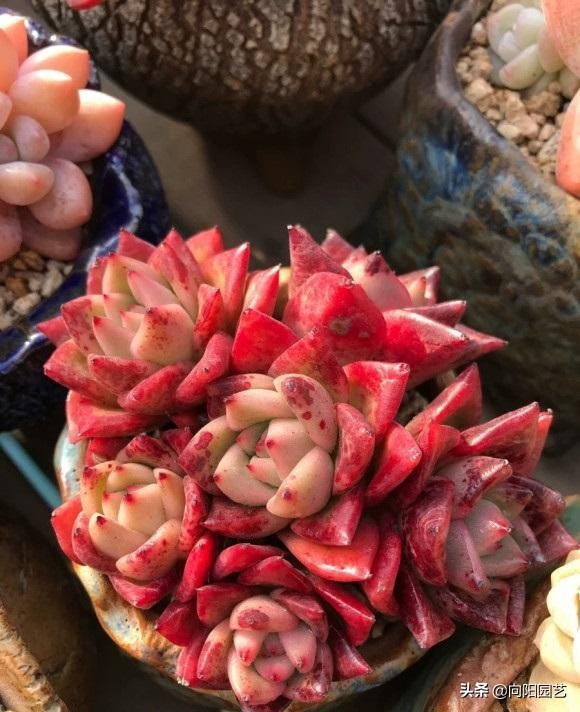 多肉水浇多了根腐烂怎么补救,室外养多肉为什么徒长