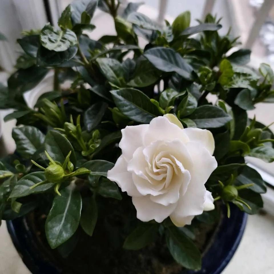 大叶牡丹栀子干尖黄叶是什么原因,栀子花开始黄叶掉苞怎么拯救