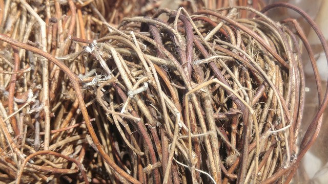 农村常见的祛湿草,农村常见祛湿草