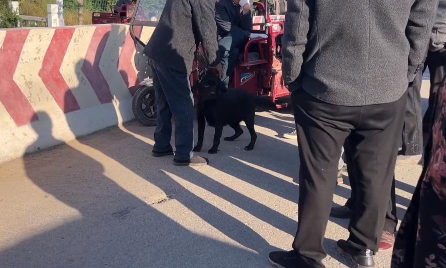 拉布拉多被卖入狗肉车的视频,拉布拉多被卖狗市