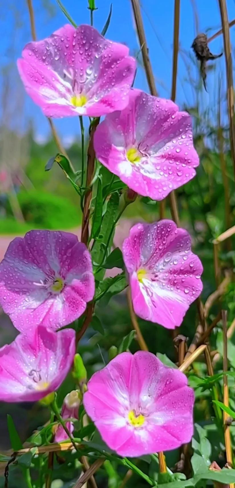 好养眼的花图片,让人惊艳的花草图片